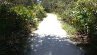 Yet another closeup of leaf shadow patterns that might project crescents of eclipsed sunlight